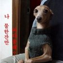 도도한강아지 이미지