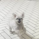 도그바라기 이미지