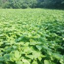 문명농장 이미지