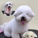 미용특공대 이미지