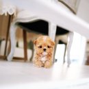 디디펫 수원강아지분양 이미지