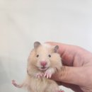 로던트클럽 이미지