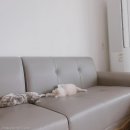 젤리그루밍 이미지