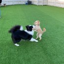 눈이부시개 이미지