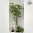 아카시아치과의원 이미지