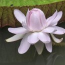 우아미(美)