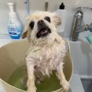 멍멍이 미장원 이미지