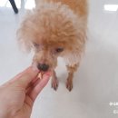 시온농산