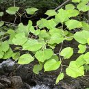 곰배령 벨리 이미지