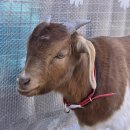 순한농장 이미지