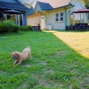 앤드퍼피 이미지