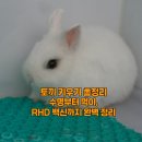 한솔가축병원 네이버블로그