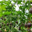 추구농장 이미지