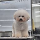 가위들의이야기