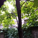 黑子孤城의 柿,枾(흑자고성의 감나무) 이미지
