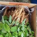 한삼농장 이미지