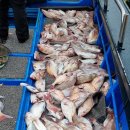 물반고기반pc 이미지