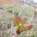 (주)삼엽 이미지