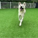 양촌애견 이미지