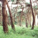 지동태양전기태양광발전소 이미지