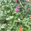 서호꽃뫼공원 이미지