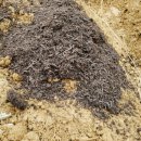 햇 감자 혼합(홍감자+수미) 5kg.고창수박 이미지