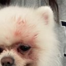 참동물병원 이미지