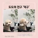 도도 켄넬 이미지