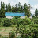 중귤농장 이미지