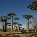 바오밥나무 이미지