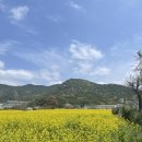 주촌경로당 | 숨은 봄꽃 명소 봄이 이렇게 예뻤나? 김해 주촌 유채꽃밭 다녀온 후기
