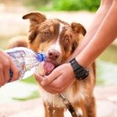 나리울 동물병원 이미지