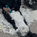 서울고양이미용실 이미지