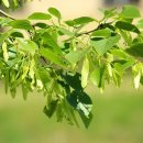 라임나무 이미지