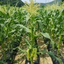 예정농장 이미지