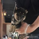 카페일분(김포구래점) | 예약 필수 귀여움 터지는 아기 시바견 카페 김포 “시바노우치 구래점” 꿀팁 포함 내돈내산 솔직 후기