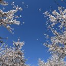 저류지 | 🌸 강릉 벚꽃 명소, 힐링 산책하기 좋은 생태저류지 후기 (4/7 후기)