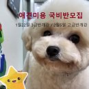 이지애견미용학원