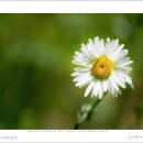 샤스타데이지(Leucanthemum × superbum) 이미지