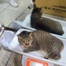 덕산가축병원 이미지