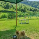 파트라슈 반려견학교 위탁훈련 후기