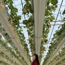 두화농장2 | 경기도 화성 딸기농장 '더나은딸기' 서울근교 봄나들이 추천