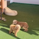 486독캠프 | 빠삐와 쪼꼬:) 부산애견호텔 이용했어요! 486독캠프 남구점 솔직 후기!