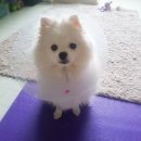 민 동물병원(동물미용) 이미지