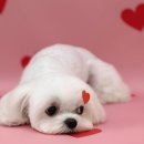 허그몽몽 이미지