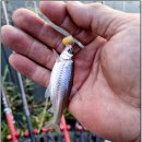 송산낚시 이미지