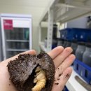 임실사슴농장 이미지