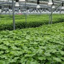 해피병풀 이미지