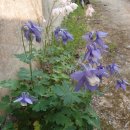 연자방아 이미지