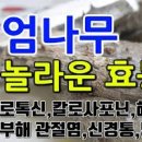 엄나무 효능 엄나무순 부작용 이미지